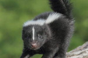 Skunk with tail up standing on tree branch