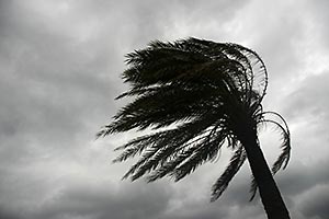 A palm tree bending in the wind