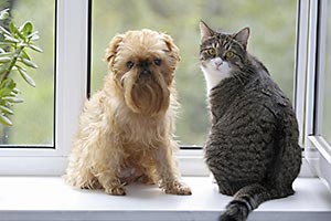 A cat and dog on window sill