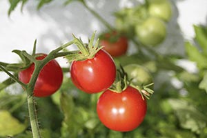 sweet tomatoes growing in a garden