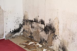 Water damage and mold in mobile home